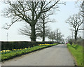 2009 : Daffodils near Spiers Piece Farm in BA14 6HB