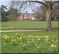 Christchurch Park in spring in IP4 2EZ