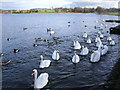 Swan Lake, aka Hogganfield Loch in G33 1BP