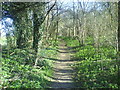Path through the Woods in AL5 2BH