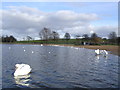 Swans on Hogganfield Loch in G33 3SL