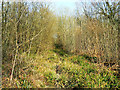 Track in Ravensroost Wood in SN16 9RJ