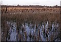 Bulrush Marsh in G69 8LL