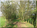 Bridleway Through The Trees in HR6 0QE