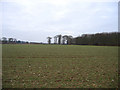 Good Friday Plantation, East Raynham, Norfolk in NR21 7EQ