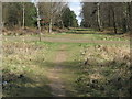 Cross roads of paths in St Leonards Forest in RH13 6HX