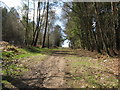 Footpath ascends up Race Hill in St Leonards Forest in RH13 6HX