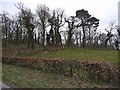 A corner of Cowran Woods in Hayton