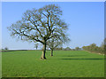 2009 : Oak trees in a pasture off Long Lane in BA4 4SP