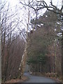Road through Pembury Woods in TN11 0FW