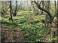 Wild Daffodils on footpath near Mount Noddy in RH17 6EZ