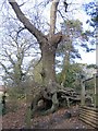 Oak tree in 'The Dell', Framingham Earl in NR14 7UR