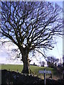 Tree Old Hutton in Old Hutton and Holmescales