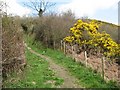Bridleway with Gorse in Colwyn Bay Community