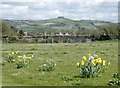 2009 : Daffodils, Eastover Farm in BS31 1JS