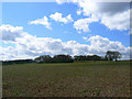 Farmland and trees, north of Chisbury in SN8 3JE
