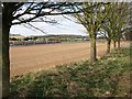 The trees marking the footpath frame a distant view in HP4 1LE