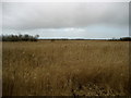 Vegetation, Hickling Broad in NR29 5LR