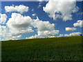Field of oilseed rape, near Rudge in SN8 3HU