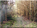 Track Through Park Wood in SY17 5HS