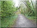 Path through the woods at Amberley Working Museum in BN18 9LY