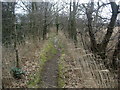Footpath south of Martham Broad in NR29 4PZ