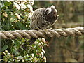 Common Marmoset (Callithrix jacchus), Blairdrummond Safari Park in FK9 4UP