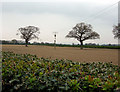Bare trees and fields in LL12 0PX