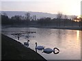 Swans at Sunrise, Alexandra Park in G32 6ES