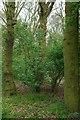 Giddings Copse in SS11 8PE
