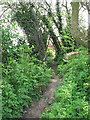 A narrow path in NR9 5PG