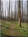 Footpath through woods near Weycroft Hall in EX13 7JJ