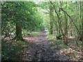 Footpath in Cockney's Wood in TN15 6HU