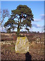 Westerton Standing Stone and Scots Pine in DD8 2UZ