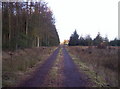 Track in the South of Montreathmont Forest in DD8 2TU