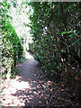 Corpusty - a narrow path in NR11 6QS