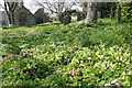 Primroses in the churchyard at Germoe in TR20 9QZ