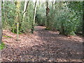 Footpath branching to the right in Hammonds Wood in RH14 0HZ