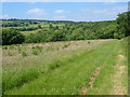 Blackdown Hills at Wheatlands Coppice in TA20 3RD