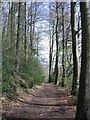 Footpath through High Wood in GL6 0BJ
