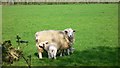 Field with sheep and lambs in GU10 2BE