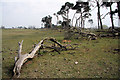 Dead trees at Icklingham Plains in IP28 6QB