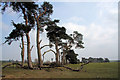 Line of trees at Icklingham Plains in IP28 6QB