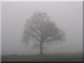 Tree in the mist in IP17 3BH