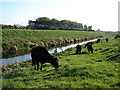 Cattle at the River Witham in LN5 9EA