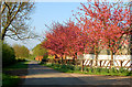 Blossom north of Grandborough in CV23 8DF