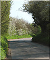 Flowering hedge on Station Road in NR19 2JL