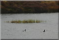 Tufted ducks in PH9 0LX