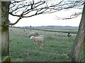 Sheep grazing on Beeley Moor in S45 0LR