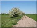 Farm track with blossom trees in CB25 9HE